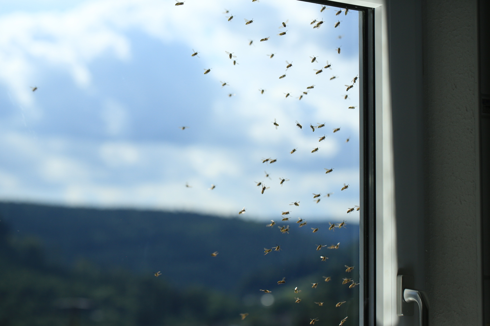 Чтобы насекомым было труднее попасть в наш дом, вы можете использовать различные препятствия, такие как противомоскитные сетки или оконные решетки