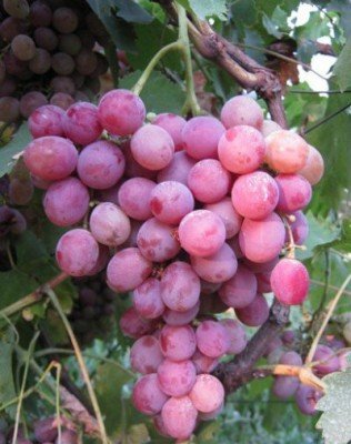 Виноград - культура с большой и богатой историей